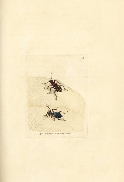Nordlig dunetigerbille, Cicindela hybrida. Håndfarget kobberstikk av James Sowerby fra The British Miscellany, eller fargede figurer av nye, sjeldne eller lite kjente dyreemner. av James Sowerby