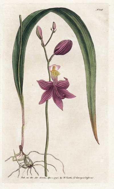 Orchid: calopogon tuberus - Litografi av James Sowerby (1757-1822), fra William Curtis's Botanical Magazine (1746-1799) av James Sowerby
