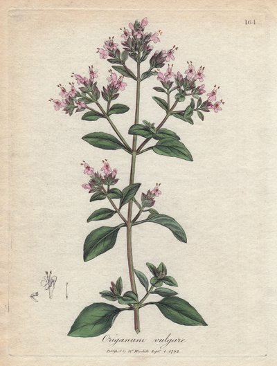 Oregano. Håndfarget kobberstikk fra en tegning av James Sowerby (1757-1822), i Botanique Medicinale av James Sowerby