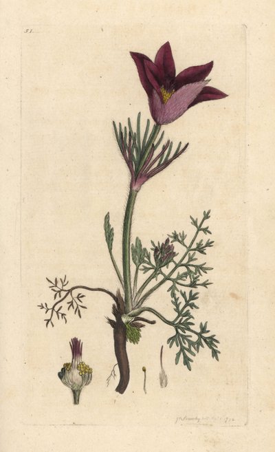 Pasqueflower, Anemone pulsatilla (pulsatille) Håndfarget kobberstikk etter en illustrasjon av James Sowerby fra James Smith's English Botany, London av James Sowerby