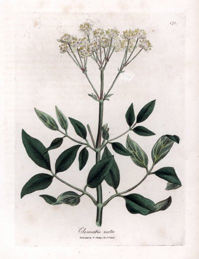 Flerårig klematitt - Oppreist jomfrubue, Clematis recta. Håndfarget kobberstikk fra en botanisk illustrasjon av James Sowerby fra William Woodville og Sir William Jackson Hookers "" Medical Botany,"" John Bohn, London av James Sowerby