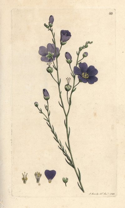 Flerårig lin, Linum perenne (lin perace) Håndfarget kobberstikk etter en illustrasjon av James Sowerby fra James Smith's English Botany, London av James Sowerby