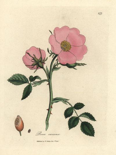 Rosa hunderose med nype, Rosa canina av James Sowerby