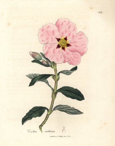 Rosablomstret kretisk cistus, Cistus creticus av James Sowerby