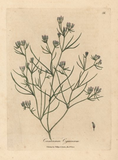 Rosa blomstret spisskummen av James Sowerby