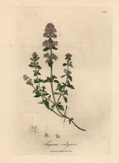 Rosa blomstret hagetimian, Thymus vulgaris av James Sowerby