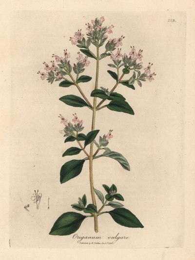 Rosablomstret villmerian, Origanum vulgare av James Sowerby