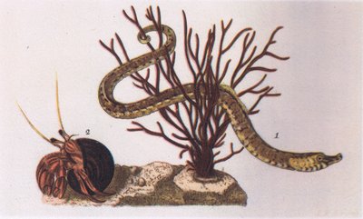 Pipe Fish and Hermit Crab, Nature in Britain utgitt av Collins, 1946 av James Sowerby