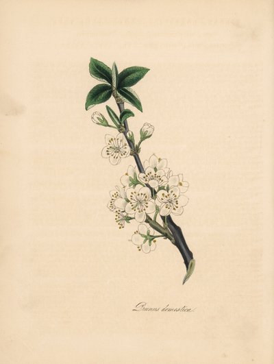 Plommetre - Vanlig plommetre, Prunus domestica. Hentet fra en illustrasjon av James Sowerby fra William Woodvilles "Medical Botany." Håndfarget sinkograf av C. Chabot tegnet av Miss MA Burnett fra hennes "" Plantae Utiliores: or Illustr av James Sowerby