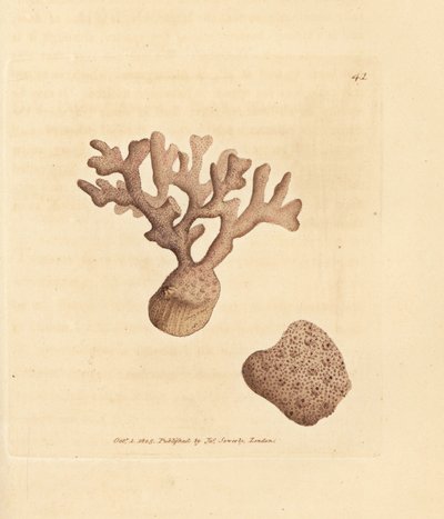 Porella compressa (Millepora compressa). Håndfarget kobberstikk av James Sowerby fra The British Miscellany, eller fargede figurer av nye, sjeldne eller lite kjente dyreemner. av James Sowerby