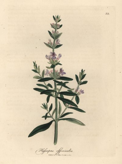 Lillablomstret isop, Hyssopus officinalis av James Sowerby