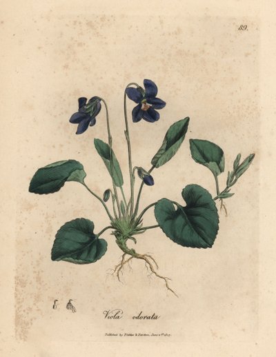 Lillablomstret søtfiolett, Viola odorata av James Sowerby