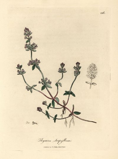 Lillablomstret villtimian, Thymus serpyllum av James Sowerby