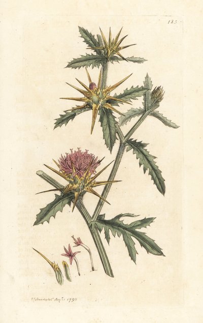 Lilla starthistel, Centaurea calcitrapa (Centauree hatchback, Centauree etoilee eller Star Thistle) Håndfarget kobberstikk etter en illustrasjon av James Sowerby fra James Smith's English Botany, London av James Sowerby