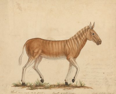 Quagga Zebra av James Sowerby