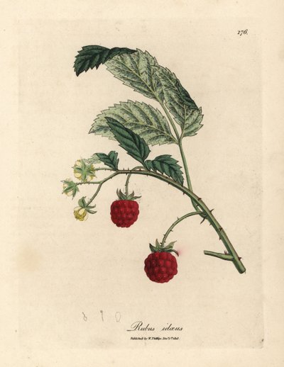 Bringebærbusk med moden frukt og gule blomster, Rubus idaeus av James Sowerby