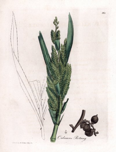 Rattan Palm - Rotang stokk, Calamus rotang. Håndfarget kobberstikk fra en botanisk illustrasjon av James Sowerby fra William Woodville og Sir William Jackson Hookers "" Medical Botany,"" John Bohn, London av James Sowerby