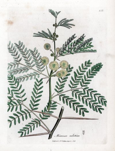 Red Gum - Gum arabic tree, Acacia nilotica. Håndfarget kobberstikk fra en botanisk illustrasjon av James Sowerby fra William Woodville og Sir William Jackson Hookers "" Medical Botany,"" John Bohn, London av James Sowerby