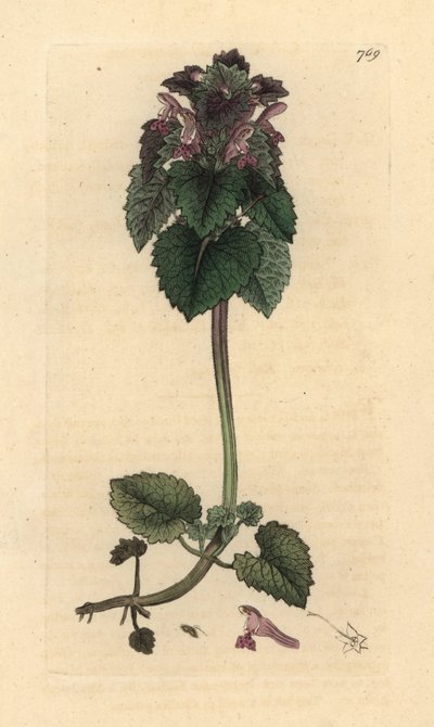 Rød deadnettle, Lamium purpureum Håndfarget kobberstikk etter en tegning av James Sowerby for James Smiths engelske botanikk av James Sowerby