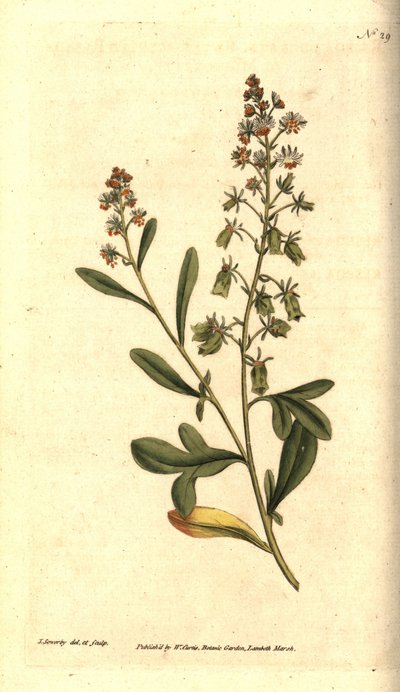 Reseda odorant - Søtduftende reseda eller mignonette, Reseda odorata. Håndfarget kobberstikk og botanisk illustrasjon av James Sowerby fra William Curtis' The Botanical Magazine, Lambeth Marsh, London av James Sowerby