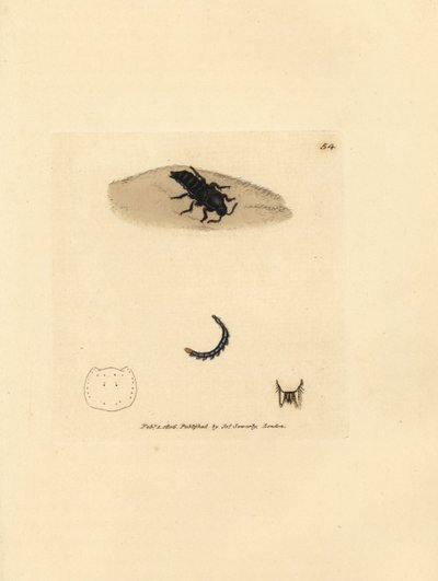Rovebille, Velleius dilatatus (Target-horned Staphylinus, Staphylinus concolor). Håndfarget kobberstikk av James Sowerby fra The British Miscellany, eller fargede figurer av nye, sjeldne eller lite kjente dyreemner. av James Sowerby