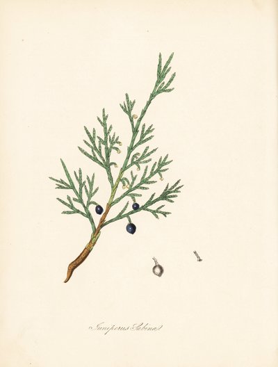 Sabine einer - Vanlig savin eller einer savin, Juniperus sabina. Hentet fra en illustrasjon av James Sowerby fra William Woodville og Sir William Jackson Hookers "Medical Botany." Håndkolorert sinkograf av C. Chabot tegnet av Miss MA Burnett fra  av James Sowerby