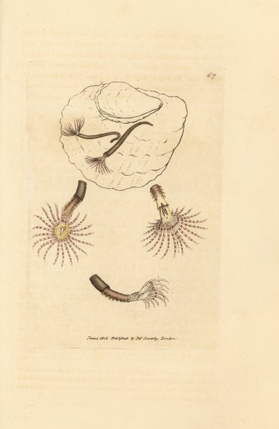 Sandorm med karmosinrøde følehorn, Amphitrite rosea. Håndfarget kobberstikk av James Sowerby fra The British Miscellany, eller fargede figurer av nye, sjeldne eller lite kjente dyreemner. av James Sowerby