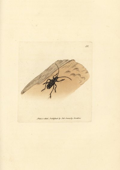 Sarosesthes fulminans bille (Cerambyx fulminans). Håndfarget kobberstikk av James Sowerby fra The British Miscellany, eller fargede figurer av nye, sjeldne eller lite kjente dyreemner. av James Sowerby