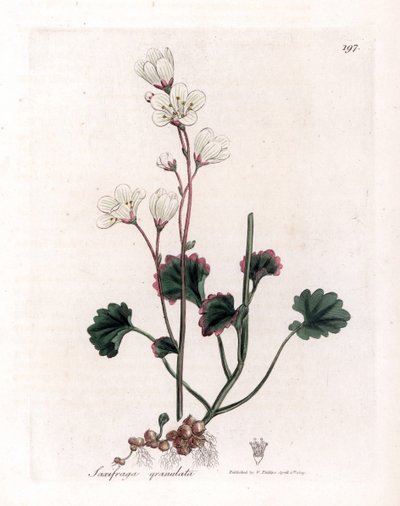Saxifrage granulee eller bulbbles - White saxifrage, Saxifraga granulata. Håndfarget kobberstikk fra en botanisk illustrasjon av James Sowerby fra William Woodville og Sir William Jackson Hookers "" Medical Botany,"" John Bohn, London av James Sowerby