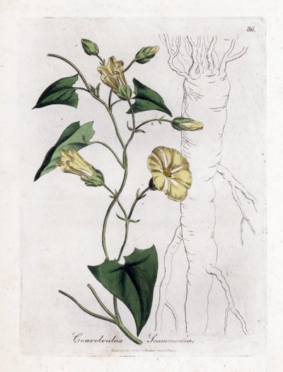 Scamonee - Scammony bindweed, Convolvulus scammonia. Håndfarget kobberstikk fra en botanisk illustrasjon av James Sowerby fra William Woodville og Sir William Jackson Hookers "" Medical Botany,"" John Bohn, London av James Sowerby