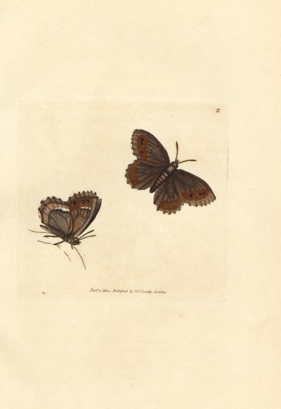 Scotch Argus sommerfugl, Erebia aethiops (Papilio blandina). Håndfarget kobberstikk av James Sowerby fra The British Miscellany, eller fargede figurer av nye, sjeldne eller lite kjente dyreemner. av James Sowerby