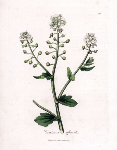 Skjørbukgress, Cochlearia officinalis. Håndfarget kobberstikk fra en botanisk illustrasjon av James Sowerby fra William Woodville og Sir William Jackson Hookers "" Medical Botany,"" John Bohn, London av James Sowerby