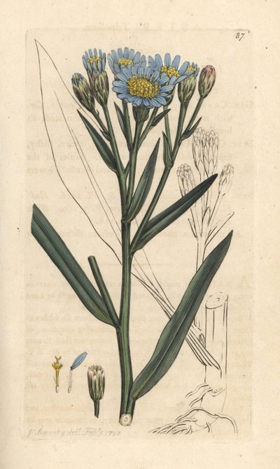 Havaster, Tripolium pannonicum subsp. tripolium (Sea starwort, Aster tripolium) (Aster maritime) Håndfarget kobberstikk etter en illustrasjon av James Sowerby fra James Smith's English Botany, London av James Sowerby