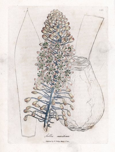 Sjøløk eller skjær, Drimia maritima. Håndfarget kobberstikk fra en botanisk illustrasjon av James Sowerby fra William Woodville og Sir William Jackson Hookers "" Medical Botany,"" John Bohn, London av James Sowerby