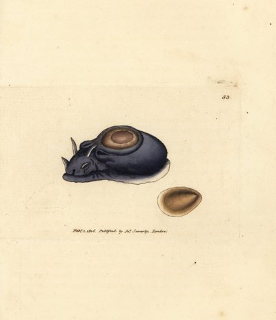 Sjøsnegl eller havhare, Aplysia punctata (Aplysia hybrida). Håndfarget kobberstikk av James Sowerby fra The British Miscellany, eller fargede figurer av nye, sjeldne eller lite kjente dyreemner. av James Sowerby