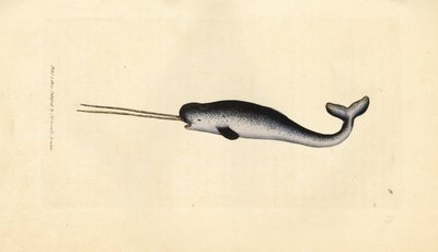 Sjøenhjørning eller narhval, Monodon monoceros. Sjeldent eksemplar med doble støttenner. Håndfarget kobberstikk av James Sowerby fra The British Miscellany, eller fargede figurer av nye, sjeldne eller lite kjente dyreemner. av James Sowerby