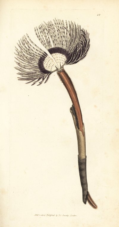 Sjøorm, Amphitrite ventilabrum. Håndfarget kobberstikk av James Sowerby fra The British Miscellany, eller fargede figurer av nye, sjeldne eller lite kjente dyreemner. av James Sowerby