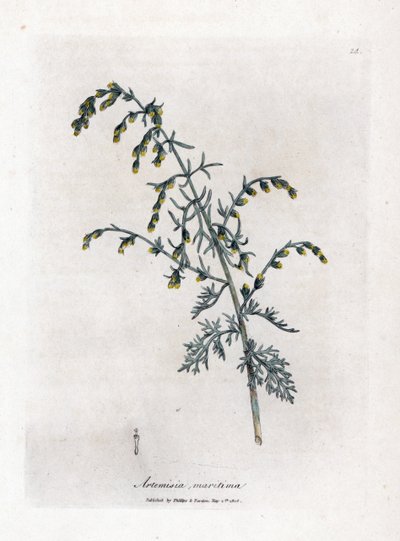 Sjømalurt, Artemisia maritima. Håndfarget kobberstikk fra en botanisk illustrasjon av James Sowerby fra William Woodville og Sir William Jackson Hookers "" Medical Botany,"" John Bohn, London av James Sowerby