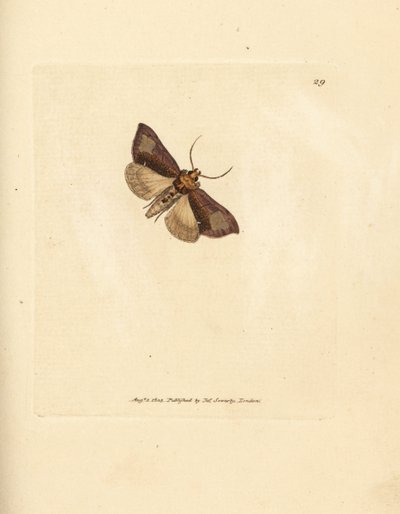 Slanke polerte brassels, Thysanoplusia orichalcea (Yorkshire polerte brasselsmøll; Phalaena Noctua aerifera). Håndfarget kobberstikk av James Sowerby fra The British Miscellany, eller fargede figurer av nye, sjeldne eller lite kjente dyresuger av James Sowerby