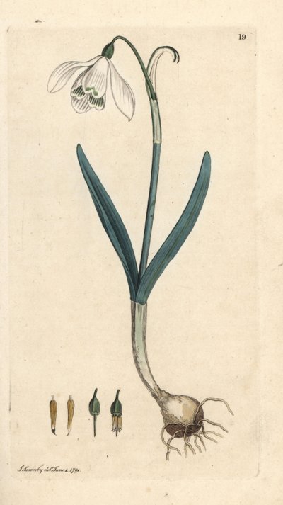 Snøklokke, Galanthus nivalis. Håndfarget kobberstikk etter en illustrasjon av James Sowerby fra James Smith's English Botany, London av James Sowerby