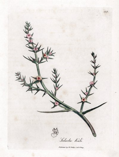 Soda brulee - stikkende salturt, Kali turgida. Håndfarget kobberstikk fra en botanisk illustrasjon av James Sowerby fra William Woodville og Sir William Jackson Hookers "" Medical Botany,"" John Bohn, London av James Sowerby
