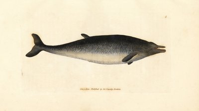 Sowerbys nebbhval, Mesoplodon bidens (Physeter bidens, totannet spermhval). Håndfarget kobberstikk av James Sowerby fra The British Miscellany, eller fargede figurer av nye, sjeldne eller lite kjente dyreemner. av James Sowerby