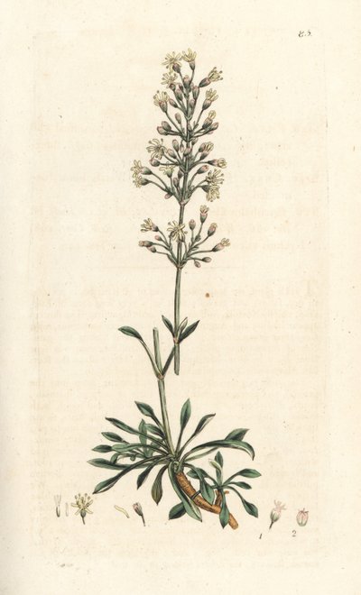 Spansk catchfly, Silene otites (spansk campion, Cucubalus otites) (silene og små blader) Håndfarget kobberstikk etter en illustrasjon av James Sowerby fra James Smith's English Botany, London av James Sowerby