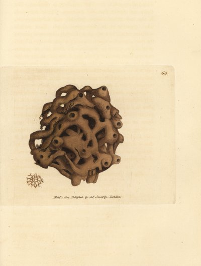 Svamp, Haliclona cinerea (kansellert svamp, Spongia cancellata). Håndfarget kobberstikk av James Sowerby fra The British Miscellany, eller fargede figurer av nye, sjeldne eller lite kjente dyreemner. av James Sowerby
