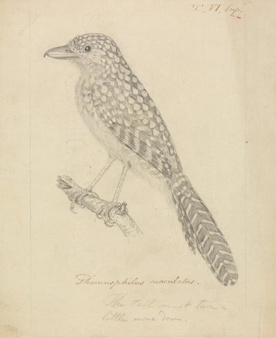 Flekkrygget myrfugl av James Sowerby