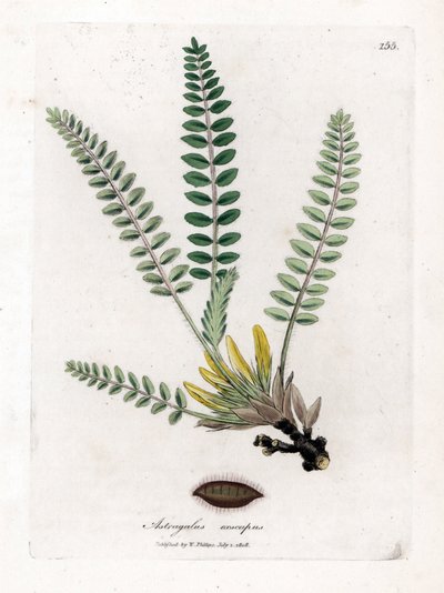 Stemless Astragalus - Stemless milkvetch, Astragalus excapus. Håndfarget kobberstikk fra en botanisk illustrasjon av James Sowerby fra William Woodville og Sir William Jackson Hookers "" Medical Botany,"" John Bohn, London av James Sowerby