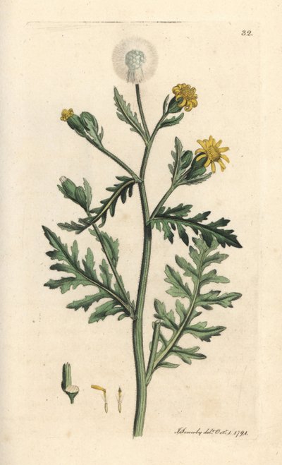 Stinkende eller klebrig jordsel, Senecio viscosus (viskos senekon) Håndfarget kobberstikk etter en illustrasjon av James Sowerby fra James Smith's English Botany, London av James Sowerby