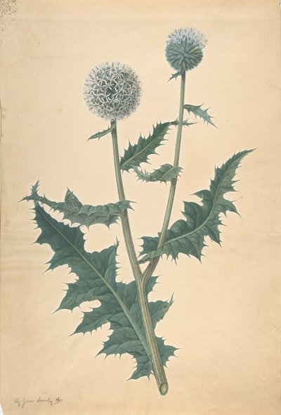 Studie av en tistel, før 1822. av James Sowerby