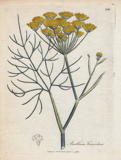 Søt fennikel (eller Provence fennikel). Håndfarget kobberstikk fra en tegning av James Sowerby (1757-1822), i Botanique Medicinale av James Sowerby
