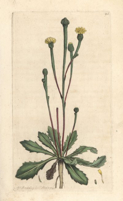 Swin's succory, Arnoseris minima (Hyoseris minima). Håndfarget kobberstikk etter en illustrasjon av James Sowerby fra James Smith's English Botany, London av James Sowerby
